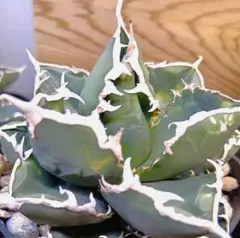 2026年最新】浪人 アガベの人気アイテム - メルカリ