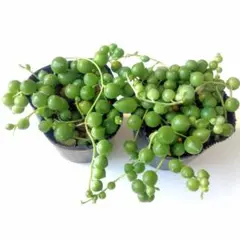 メイ様 リクエスト 2点 まとめ商品