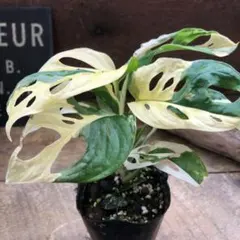 ■ポットごと♡斑入りマドカズラ モンステラアダンソニー 'Variegata'のサムネイル