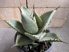 2025年最新】ドラゴントゥース アガベの人気アイテム - メルカリ