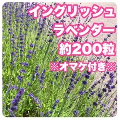 Riko様 リクエスト 2点 まとめ商品