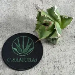 2025年最新】ブツブツ アガベの人気アイテム - メルカリ