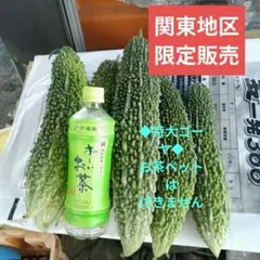 ◆特大ゴーヤ◆関東地区限定販売◆新鮮なゴーヤー◆農家直送　お茶ペット付きませんのサムネイル