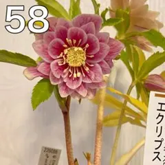 ソレイユ☆クリスマスローズ種子☆ホワイトオーレア※開花株、苗では
