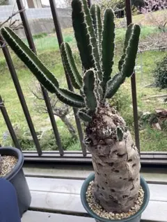 m*o様 9 ユーフォルビア ムランジーナ 現地球 新鮮良株 極太大株 ベアルー ユーフォルビア ムランジーナ 特大株 現地球 発根済