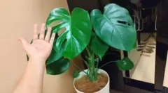 몬스테라 ✿ 뿌리 박힌 묘목 ⑧