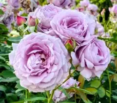 42 藤色 バラ苗 バラ挿し木苗 ◎初心者