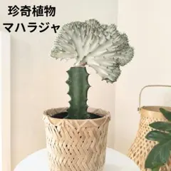 【珍奇植物】ユーフォルビア マハラジャ ラクテアのサムネイル