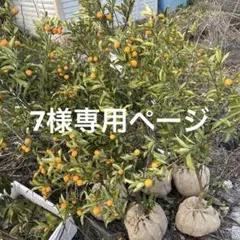 2026年最新】金柑 ぷちまるの人気アイテム - メルカリ