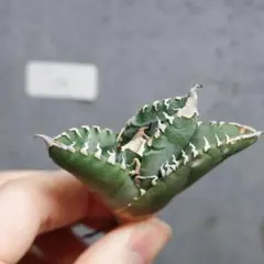 2026年最新】チタノタ 悪魔くんの人気アイテム - メルカリ