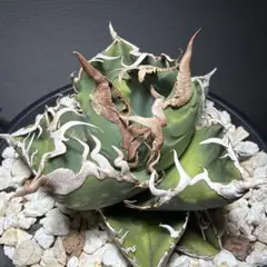 2026年最新】アガベチタノタ 子株の人気アイテム - メルカリ