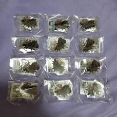 UMAbred　キタサンブラック　アクキー