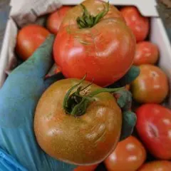 ※みやじろう様専用 高知県産はれそらトマトB品4㎏③ 2月～できしだい発送