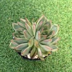 多肉植物 アエオニウム アエオニウム属 雪姫錦 - メルカリ