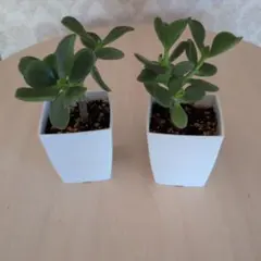 金のなる木 苗 2鉢セット 観葉植物のサムネイル
