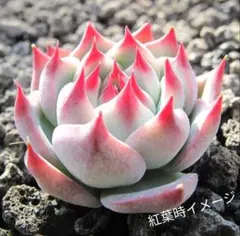 桃太郎　抜き苗　　ランダム1苗
