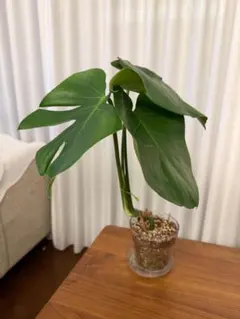 No.10 モンステラ デリシオーサ 挿し木 カット茎 チャレンジ用 特大
