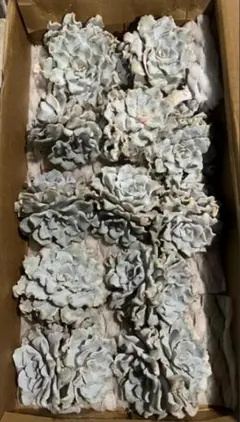 2025年最新】クリスペートビューティの人気アイテム - メルカリ