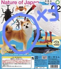 生物 自然工藝 日本生物02 柴犬3個