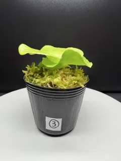 2026年最新】リドレイ 胞子の人気アイテム - メルカリ