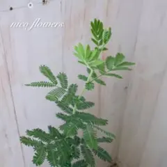 ギンヨウアカシア♡ミモザアカシア♡シンボルツリー♡