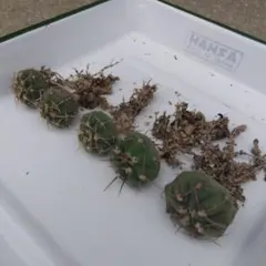 ☆サボテン　バッテリー(5苗)　ギムノカリキウム　実生のサムネイル