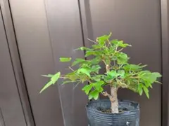 カエデ　ミニ盆栽　素材にも　背低のサムネイル