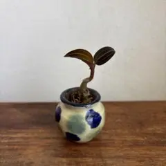 ホンコンシュスラン　植物　子株　抜き苗 第4種郵便　ジュエルオーキッド　洋蘭のサムネイル