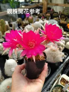 専用ページです！花サボテン ふんわりピンク♬カキコ 花サボテン カキコ 3個セット 朝の5時半頃から開花します - メルカリ