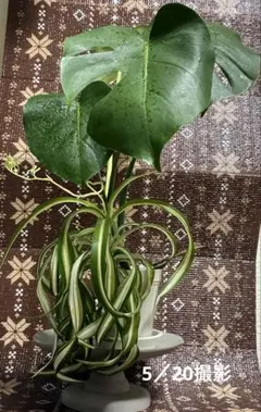 【Kc-Bb】モンステラ 斑入り ボルシギアナ フルムーン 高さ87cm 鉢植え Kc-Bb】モンステラ 斑入り ボルシギアナ フルムーン 高さ79cm 鉢植えの