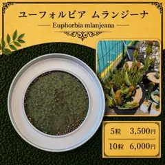 6月採取ユーフォルビアムランジーナの種子20粒 自家採取 6月採取ユーフォルビアムランジーナの種子10粒自家採取 - メルカリ