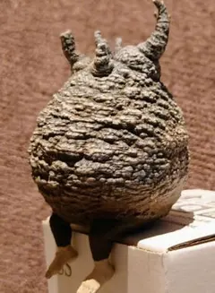 【新品】 OZWRT SS TheCaudexMan PachypusMan