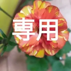 ⑦、⑧、⑩ラナンキュラスラックス　ミノアンII　３球根のサムネイル