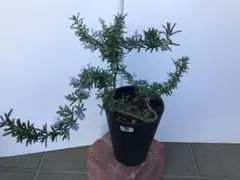 Kコバ様 リクエスト 2点 まとめ商品