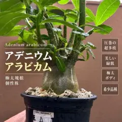 アデニウム アラビカム 盆栽仕立て 実生6年 - メルカリ