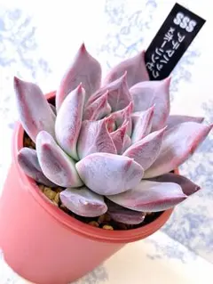 2025年最新】ホーリンゼの人気アイテム - メルカリ