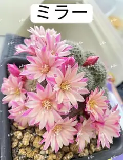 131-ミラー2点セット　レブチア　　人気花サボテン　宝山属　複色咲き