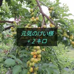 専用ページ　小梅