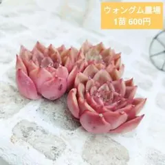 ウォングム農場◎セット⑩(5苗)◎多肉植物 カット苗 輸入苗 エケベリア