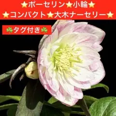 2026年最新】ポーセリン クリスマスローズの人気アイテム - メルカリ