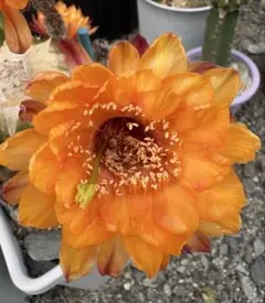 71-両色白檀2点巨大カキコ 超人気 花サボテン 群開 複色咲き - メルカリ