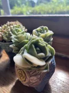 多肉☆ラブリーローズ錦・白斑・カット苗