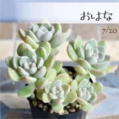 2026年最新】つぶつぶ屋の人気アイテム - メルカリ