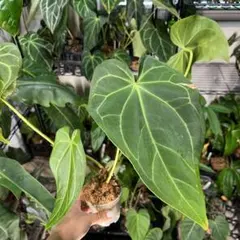 23 Zamora Queen ザモラクイーン Anthurium アンスリウム - メルカリ