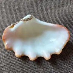 シャコ貝 貝殻