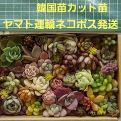 2026年最新】多肉韓国苗の人気アイテム - メルカリ