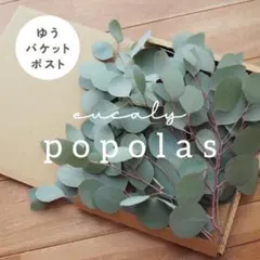 ユーカリ ポポラス