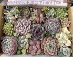 多肉植物 パープル&ピンク寄せ植えセットI(同梱可)