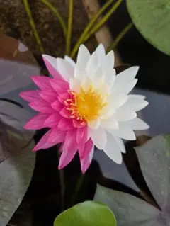 熱帯性睡蓮 ウタカタ 花芽付 - メルカリ