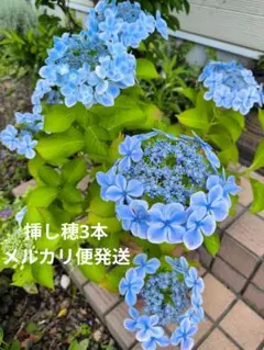 アジサイ 挿し穂 3本セット 青紫色 - メルカリ